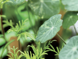 Close-up of green leaves from a planter: round, veined nasturtium leaf amid feathery foliage.