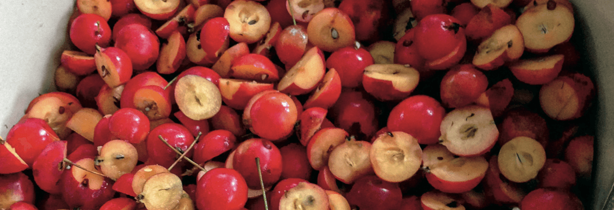 The Surprisingly Sweet Secret of Crab Apples | Chelsea Green Publishing