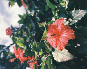 hibiscus flowers 