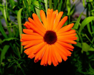 marigold flower