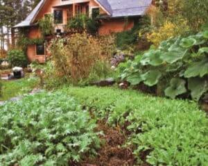 terraced garden