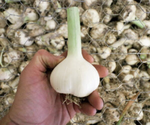garlic growing