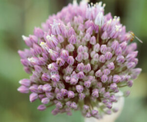 garlic growing