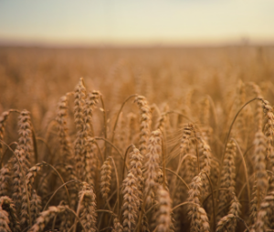 grain storage - growing