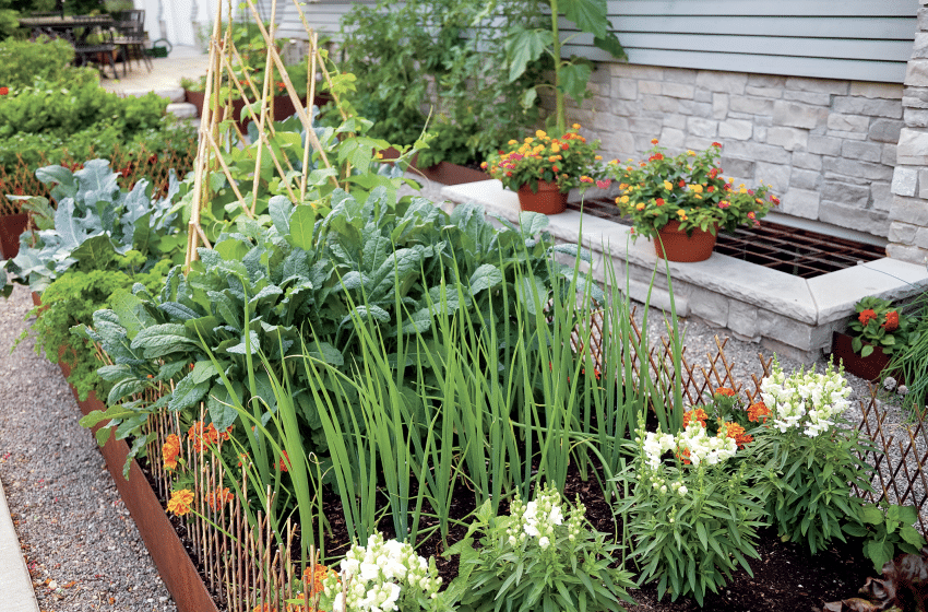 Raised garden beds