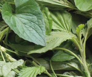 foraging recipes for wild greens