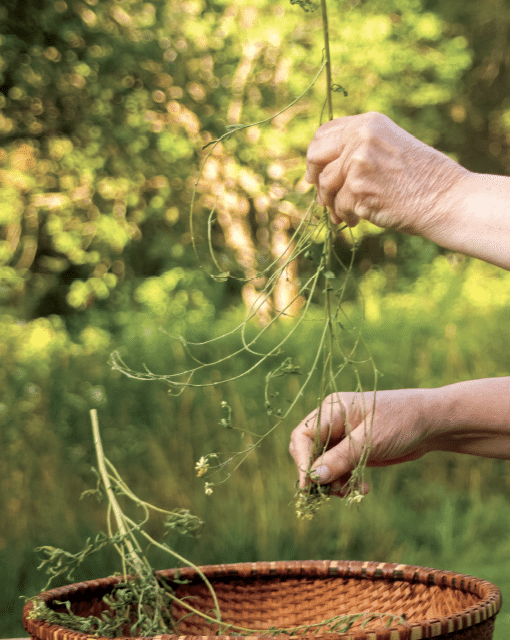 Hands lift thin, vine-like plant stems over a woven basket in a sunlit meadow.
