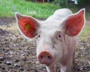 pig with a yellow ear tag