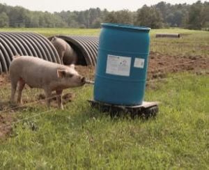 pigs drinking watter from barrel