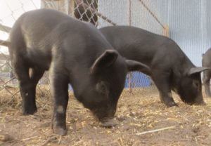 piglets feeding from the ground