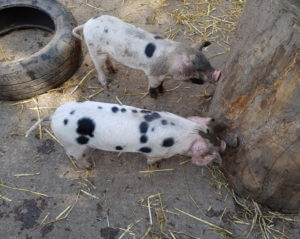 two spotted piglets