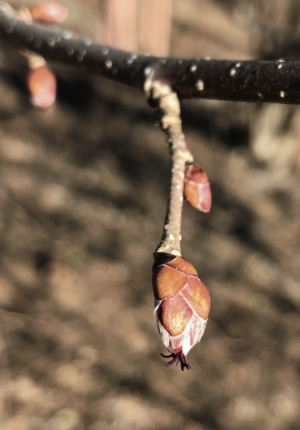 hazelnuts