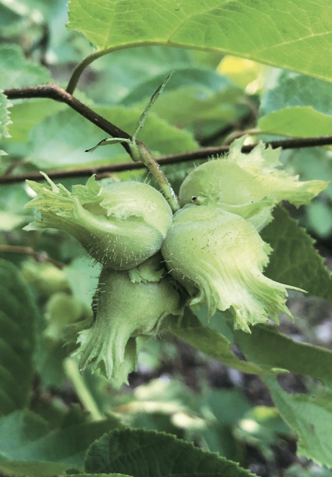 A Guide to Harvesting Hazelnuts The Hearty Hazelnut