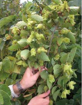  This improved neohybrid hazel is EFbresistant, exhibits total cold hardiness, and has added genes for very heavy crop and annual bearing.