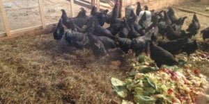 hens eating food scraps