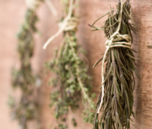 harvesting and drying herbs