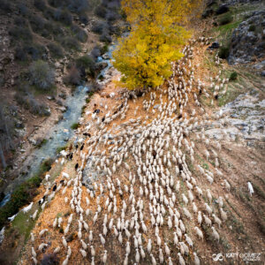herding