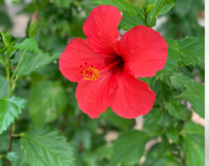 summer drinks, hibiscus