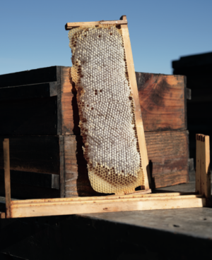 queen bee rearing - honey frame