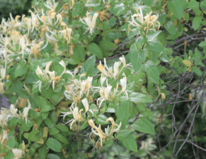 honeysuckle bush