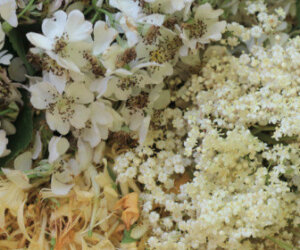 foraging recipes for honeysuckles