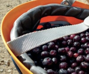 foraging recipes for huckleberries