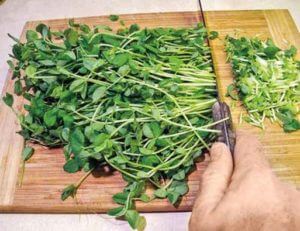 chopping sprouts