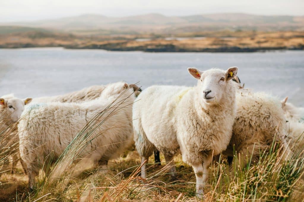 White sheep standing in tall grass by a river, with distant hills in the background.