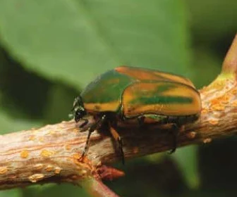 insects on fruit trees - beetles