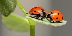 insects - ladybugs
