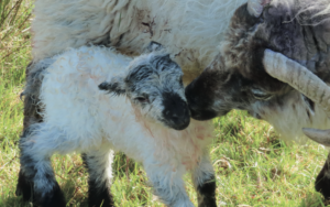 boreray sheep - lamb