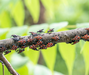 lanternfly group on branch
