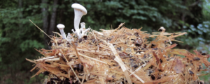 recycling mushrooms