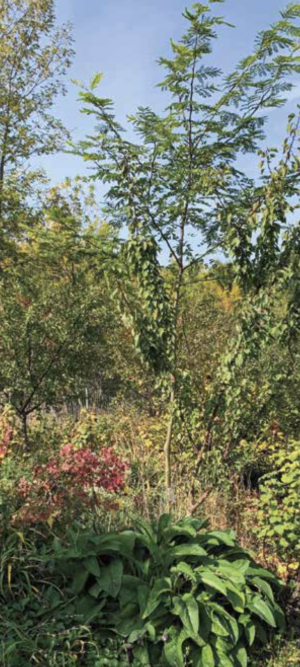 forest garden layers