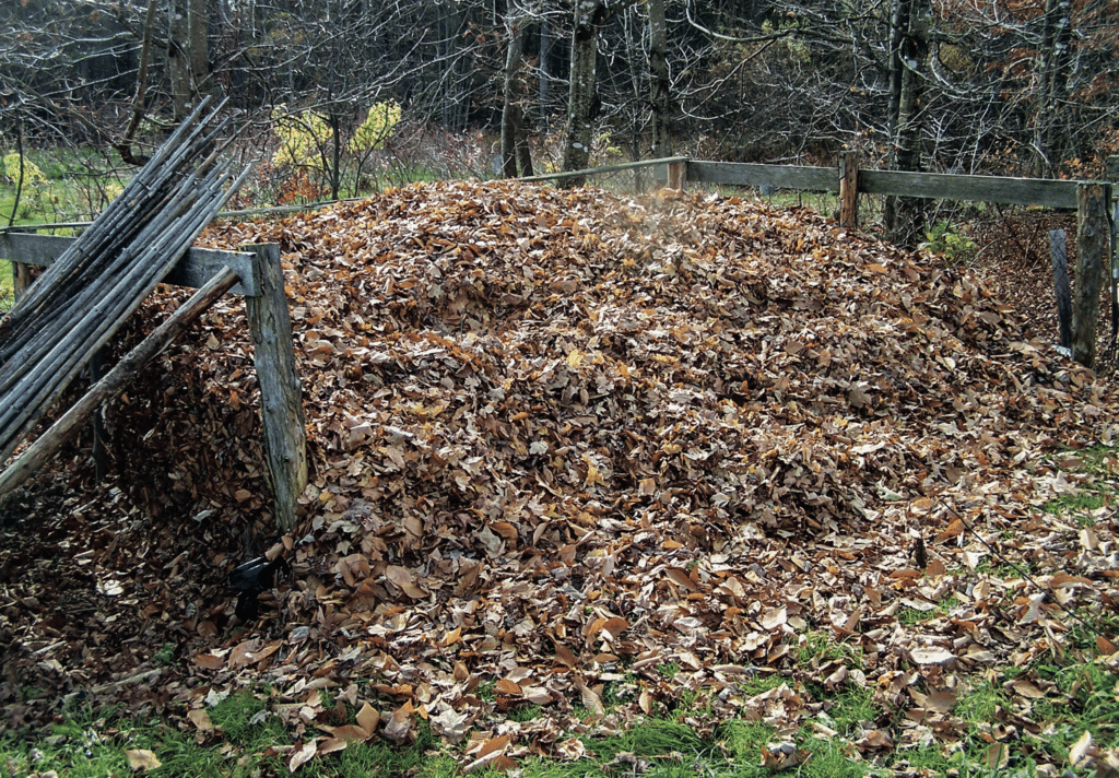 fallen leaves