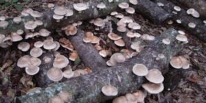 growing mushrooms outdoors