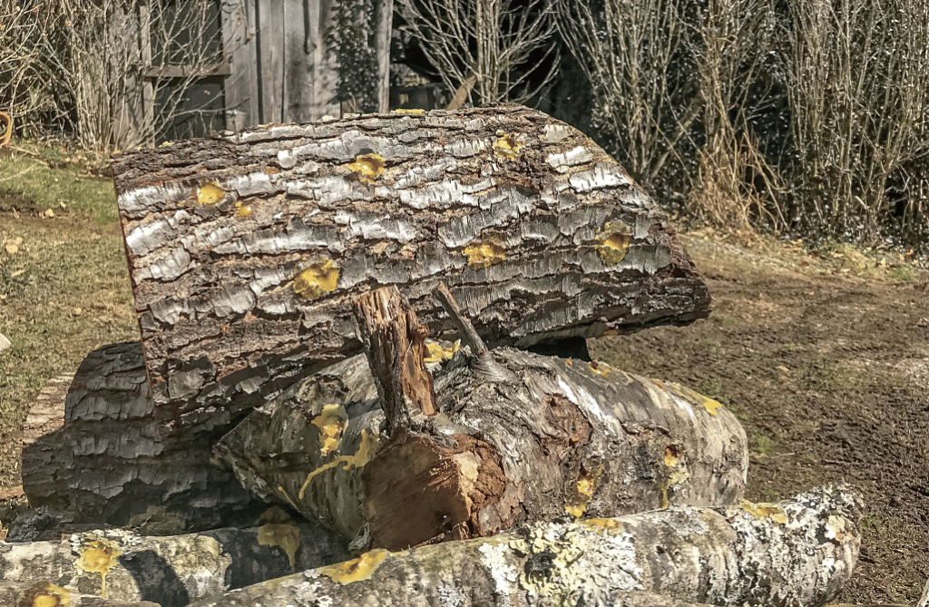 Stack of weathered log chunks with rough bark and yellow lichen in a yard