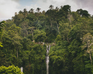 jungle with waterfall