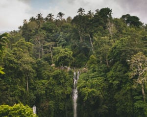 jungle with waterfall 