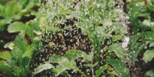 droplets on spiderweb and plant