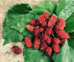activities for summer vacation - mulberries