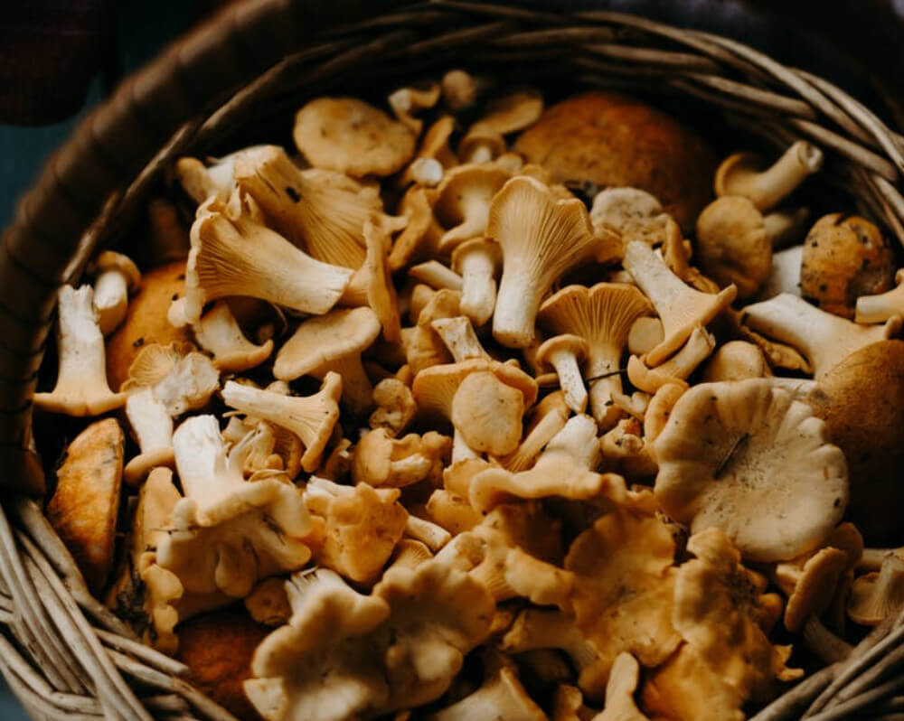 How to Grow Oyster Mushrooms Indoors Chelsea Green Publishing