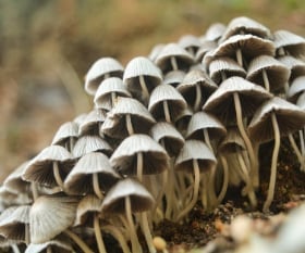 grow mushroom on woodchip