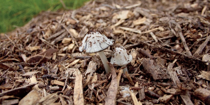 Natural Wood Mushrooms Large