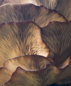 mushroom flesh