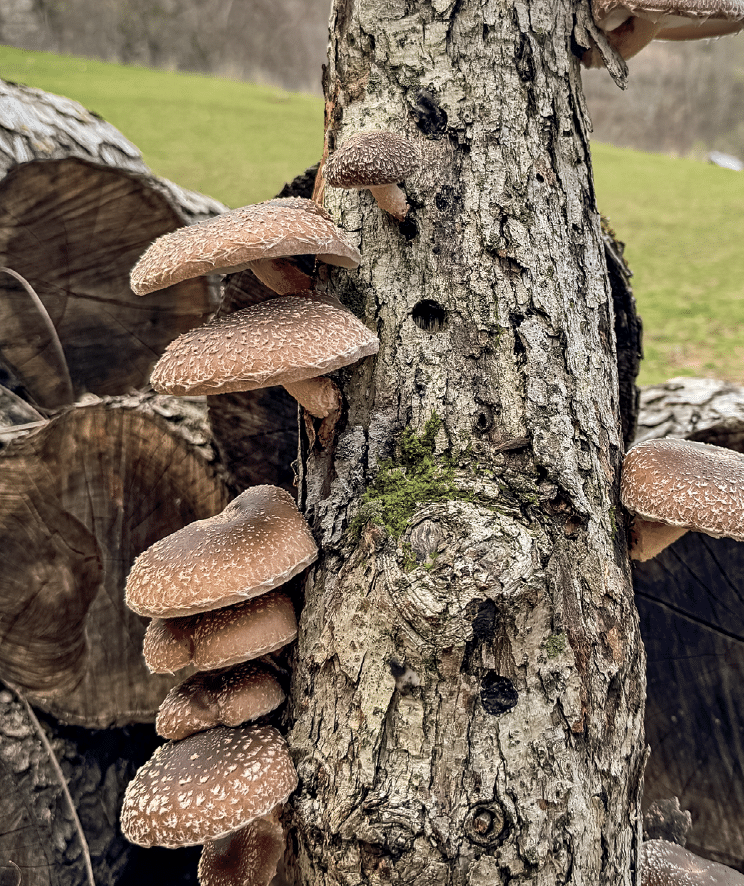Cluster of brown bracket mushrooms growing on a rough tree trunk near cut logs in a grassy area.