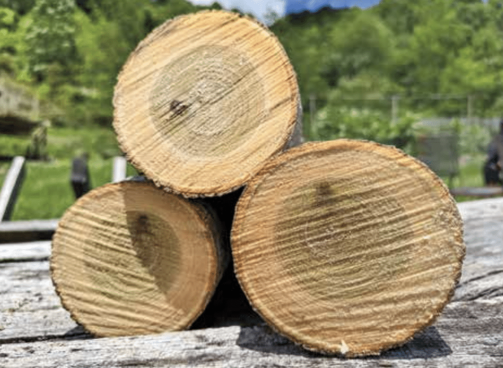 Three cut tree trunks stacked on a weathered wooden table outdoors, showing concentric growth rings.