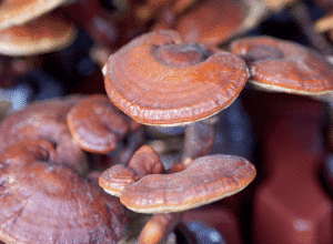 mushrooms