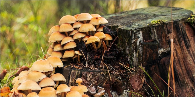 mushroom stump