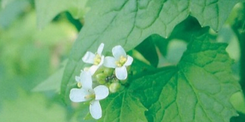 garlic mustard